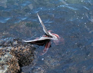 Illustration for article titled Fascinating photos of an octopus eating a seagull